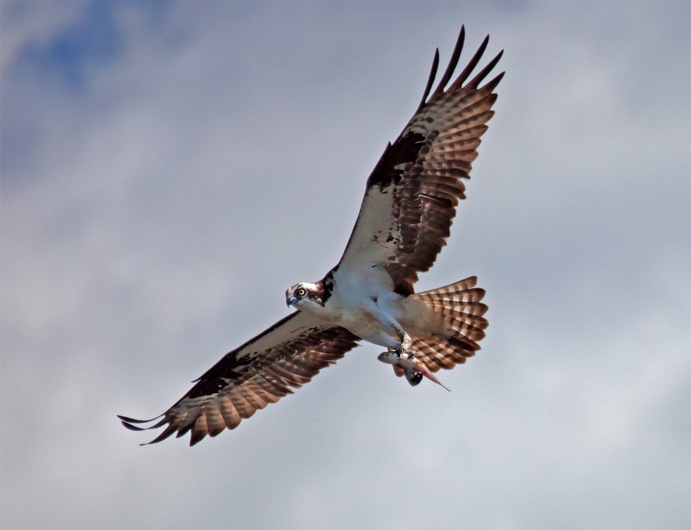 Osprey in flight. 